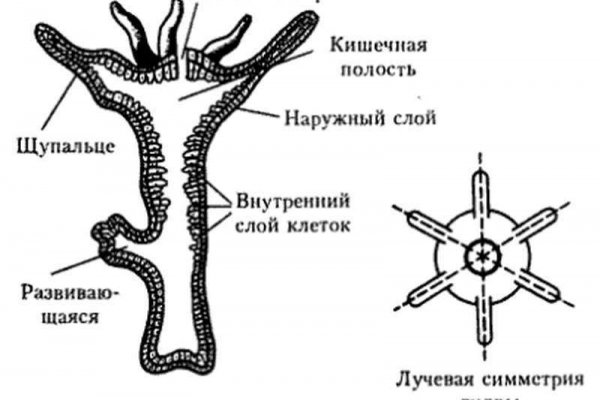 Купить гашиш в москве